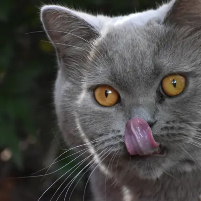 Grijze kat met oranje ogen likt zijn neus