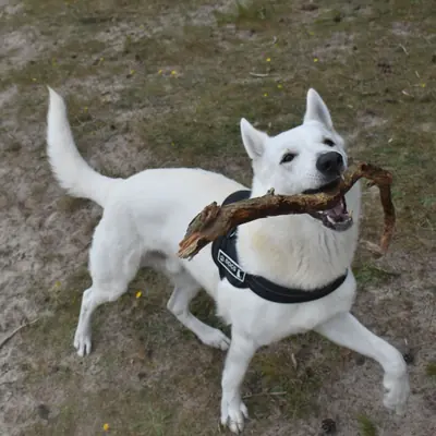 Witte herdershond speelt met een tak in het zand