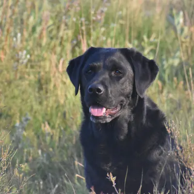 Zwarte labrador in het hoge gras