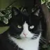 Kiki, een zwart-witte kat