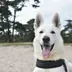 Olav, een witte herdershond