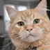 Philip, een rode kat met lange snorharen