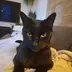 Sam, een zwarte kat